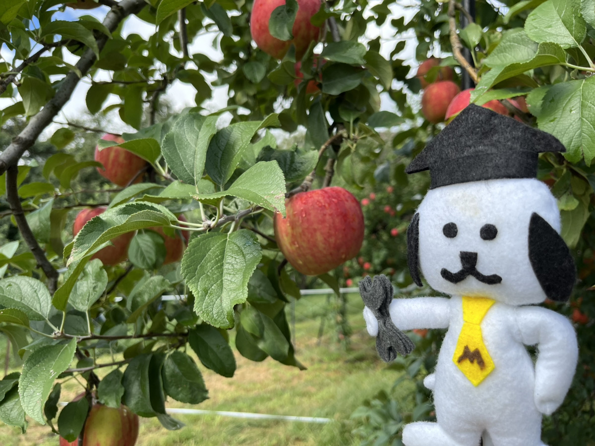 リンゴ工房 3個のりんご リンゴ工房 りんご・専用【シ2×3】 りんご様